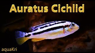 Auratus Cichlid Care amp Tank Set up Guide [upl. by Gillette]