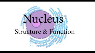 What is Nucleus   Structure and Function of Nucleus  Nucleolus  Nucleoplasm  elearning [upl. by Dnomso]