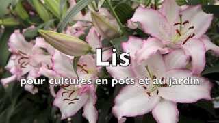 Graines Baumaux conseils pour la plantation des lis [upl. by Lacim385]