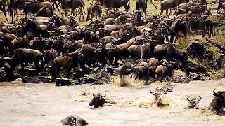 Mara River  Wildebeests Crossing [upl. by Aneehs375]