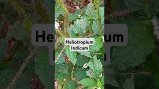 Identify Heliotropium Indicum plant plantidentification [upl. by Hoebart]