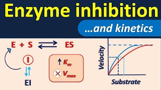 Enzyme inhibition and its kinetics [upl. by Ennahtur]