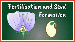 Fertilisation and Seed Formation [upl. by Eltsirhc98]