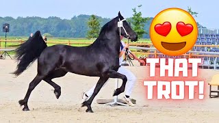 Friesian horse inspection for these beautiful horses Are they doing well  Friesian Horses [upl. by Notelrac430]