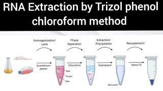 RNA Extraction by Trizol phenol chloroform method [upl. by Ongun]