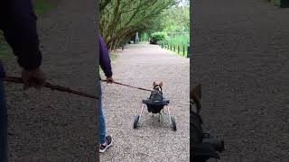 Dog wheelchair for back legs 🦵♿😉🙂😂😭😞 [upl. by Ches]