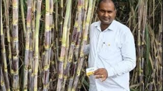 KARYON ORGANIC TECHNOLOGY ऊस पिकासाठी स्लरी बनवताना जैविक शेती मार्गदर्शन समाधान भिलारे 9552448063 [upl. by Gates]