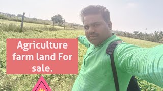 2 Acre Agriculture farm land  Inside Village Near Town ಕೃಷಿ ಭೂಮಿ ಮಾರಾಟಕ್ಕೆ ಲಭ್ಯವಿದೆ [upl. by Deppy506]