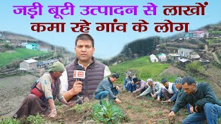 जड़ी बूटी Kutki से बदल गई सीमांत गांव Ghes की तकदीर  Picrorhiza kurroa Uttarakhand  Ramesh Bhatt [upl. by Wall]