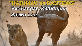 Harimau vs Banteng  satwa liar  pertarungan satwa liar  duel sengit  binatang alam bebas [upl. by Seuqramed864]