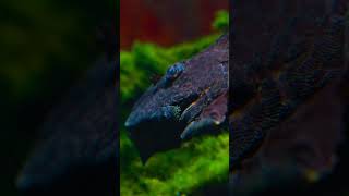 Featherfin Squeaker Catfish  SYNODONTIS EUPTERUS shorts fishfacts [upl. by Say]