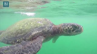 Nella Grande barriera corallina nascono solo tartarughe femmina tutta colpa del caldo [upl. by Sheryl]