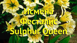 Исмена фесталис Сульфур Квин Краткий обзор описание характеристик ismene festalis Sulphur Queen [upl. by Hotchkiss]