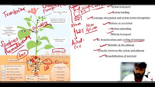 Mineral nutrients Transport in Plants Long Distance Pathway [upl. by Nivra]