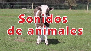 Sonidos de animales para niños y bebés  Videos Aprende [upl. by Harras]