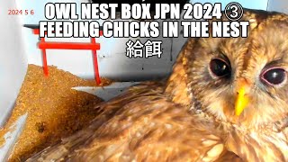 【字幕】Tawny Owl Nest Box JPN 2024 ③ Feeding Chichs In The Nest [upl. by Waltner]