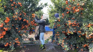 INCREÍBLE COSECHA DE MANDARINA POR CONTRATOESTE AÑO SE DIO MUCHÍSIMA FRUTA AMAZING TANGERINE [upl. by Hachman]