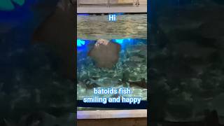 batoids fish smiling and happy سفره ماهی خندانviral youtubeshorts shortfeed [upl. by Aihtnis665]