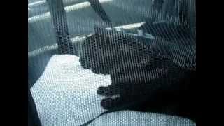 Cat Crying Sounds Like Hes Saying Al Gore [upl. by Lasser]