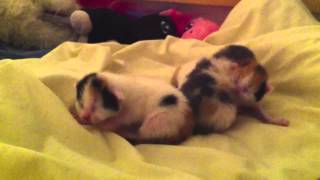 Nyfødte kattunger 1 uke gamle  newborn kittens only one week old [upl. by Harts]