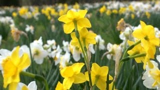 All About Daffodils  At Home With P Allen Smith [upl. by Ahsienor966]