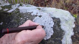 Lichen 2 amp 4 of four white crustose lichens on sandstone capstones at Settle Swimming Pool [upl. by Torrance937]