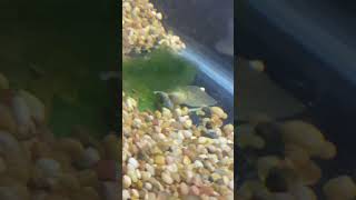 Gamma the tadpole fyp shorts fish frog tadpole [upl. by Narmi192]