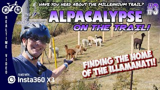 ALPACALYPSE On The Trail  Millennium Trail 3 [upl. by Mcquillin]