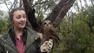 Frogmouths and Owls  Animals Anonymous [upl. by Nelon]