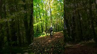 foresta autunno nuovavita nonarrendertimai mtb tizianoferro [upl. by Biegel]