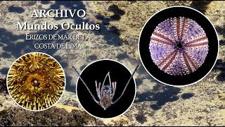 ARCHIVO  Mundos Ocultos  Erizos de mar de Lima biologia seaurchins MarPeruano peru [upl. by Nylehtak]