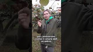 Perché il KIWI si chiama così  GUARDA IL VIDEO COMPLETO SHORTS [upl. by Erbas]