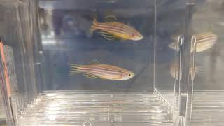 Zebrafish Crossing and Breeding Strategies Zebrafish Husbandry [upl. by Gretal]