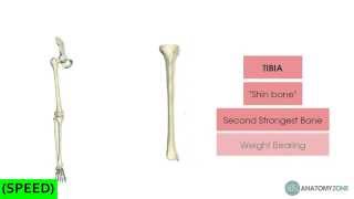 SPEED Tibia and Fibula Skeletal Anatomy [upl. by Nadual]