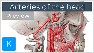 Arteries of the head internal and external carotid arteries preview  Human Anatomy  Kenhub [upl. by Romilda]