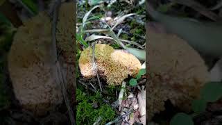 საჩეჩელა mushroom nature wildnature caucasus wildlife [upl. by Albrecht]