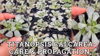 Titanopsis calcarea Care amp Propagation [upl. by Ahsitaf555]