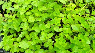 How to grow Italian Oregano from Seed [upl. by Faustus]