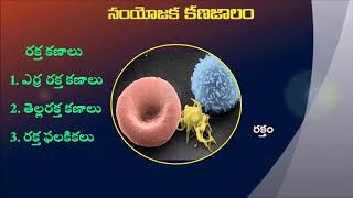 9th Class connective tissues in Telugu [upl. by Roby]