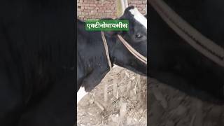 Actinomycosis in cow cow VetRamiAwwad RangrezzDairyfarm VetSurgery vetshorts shorts 🤭🌺 [upl. by Kletter]