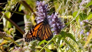 The Last Summer Wildflowers nature monarch birds wasp [upl. by Yelkcub595]