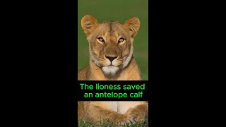 The Lioness Saved An Antelope Calf shorts [upl. by Assirod]