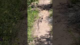 Heath Goanna in Australia [upl. by Akyeluz]