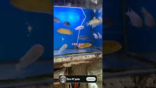 Chiclets fish beautiful cichlid chiclete fishlover fishbusiness fishbreeding [upl. by Paddie]