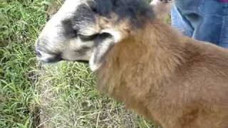 barbados blackbelly sheep near kuching [upl. by Kessler]