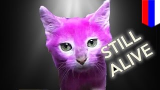 Pink cat alive Elena Lenina may sue media who said she dyed her cat dead [upl. by Adyan914]