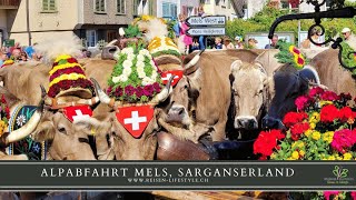 Alpabfahrt Mels  Sarganserland  Schweiz  reisenlifestylech [upl. by Noam]