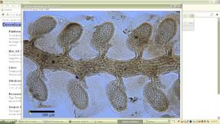 Setting the scale on ImageJ [upl. by Geis]