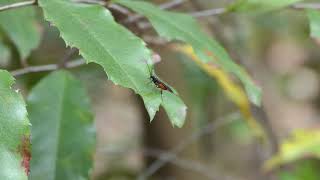 Braconid wasp cleaning antennae [upl. by Iverson]