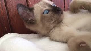 Elinga Tonkinese Cattery  Tonkinese kitten boy [upl. by Omolhs]